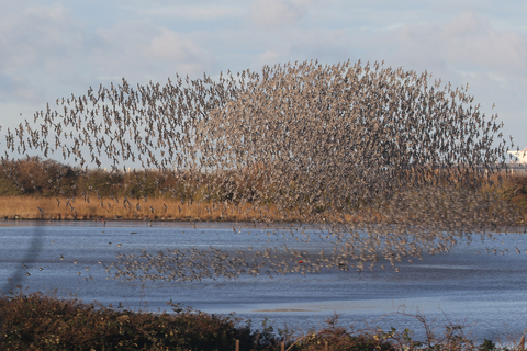Knot and Bar-tailed Godwits swirling in the late afternoon sunlight