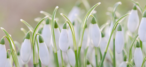 Snowdrops in bloom