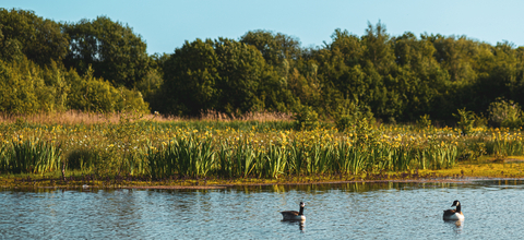 Canada geese on the water at Meadow Lake