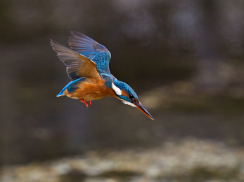 A kingfisher in flight as it dives into a river for food