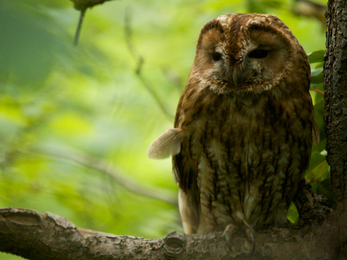 A tawny owl sleepily perched in a tree