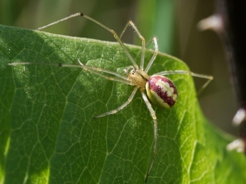 A candy-striped spider crawling across a leaf at Brockholes Nature Reserve