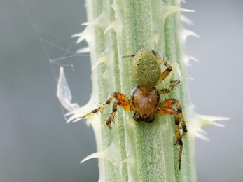A cucumber spider waiting for prey on a plant stem at Brockholes Nature Reserve