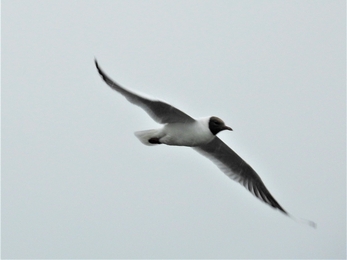Black-headed gull  by Dave Steel