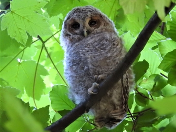 Tawny owl by Dave Steel