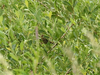 Grasshopper warbler by Dave Steel 