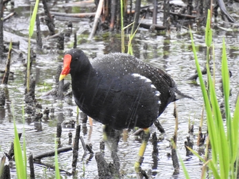 Moorhen by Dave Steel
