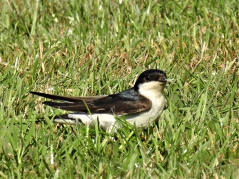 House martin by Dave Steel