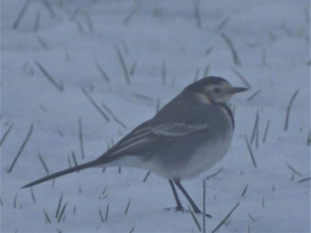 Pied wagtail by Dave Steel