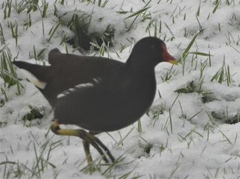 Moorhen by Dave Steel