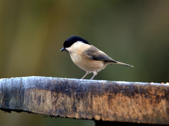 A willow tit standing on top of a frosty bird table