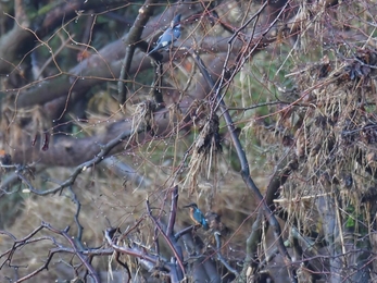 A belted kingfisher sitting on a branch in a tree above a common kingfisher