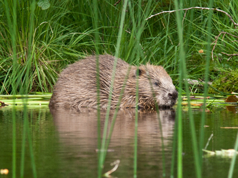 Beaver - Steve Gardner 