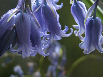 Bluebells close up