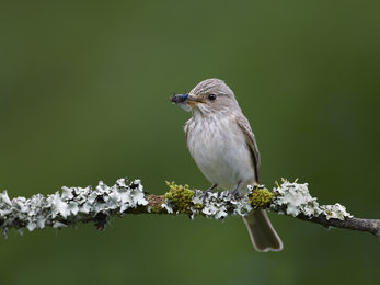 Spotted flycatcher on branch
