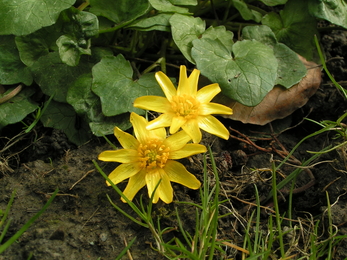 Lesser celandine close up