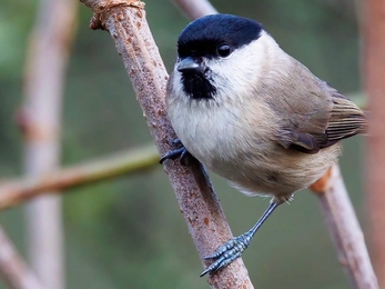 Marsh tit close up