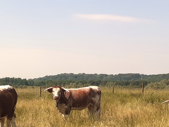 Longhorn cows with GPS collars