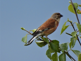 Feeding linnet by Dave Steel