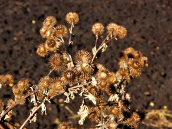 Burdock sticky Bobs by Dave Steel