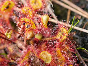A round-leaved sundew with three captured flies.