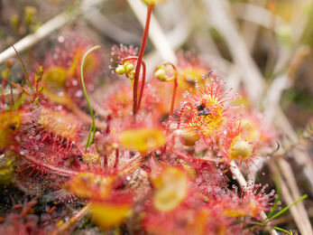 A round-leaved sundew catching a fly.