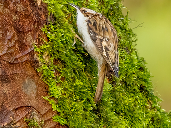 Treecreeper on a tree at Brockholes