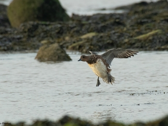 A wigeon about to land by Janet Packham