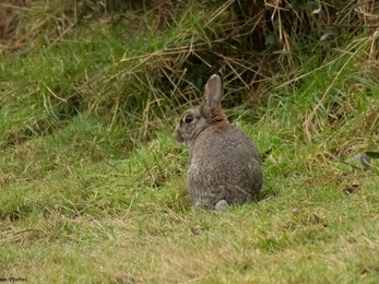 A wild rabbit at Heysham. Credit Janet Packham