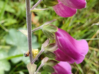 A foxglove pug moth caterpillar on a foxglove stem