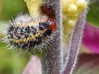 A foxglove pug moth caterpillar on a foxglove stem