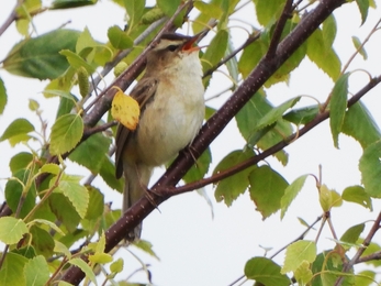 Sedge warbler by Dave Steel