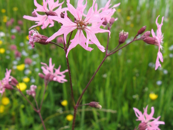 Pink ragged-robin flowers blooming by a river amongst other wildflowers