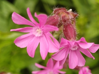 A pair of red campion flowers in bloom