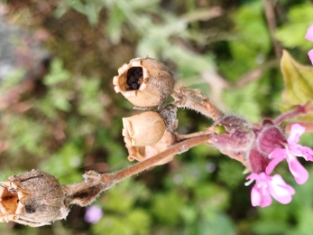 Red campion seed heads