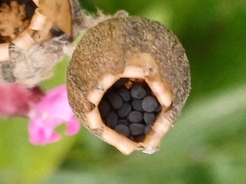 A close up view of a red campion seed head