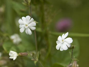 White campion flowers in bloom