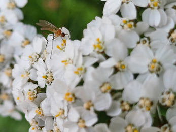 An insect resting on white yarrow flowers