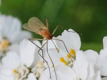 An insect resting on white yarrow flowers