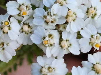 A close up of yarrow's white flowers