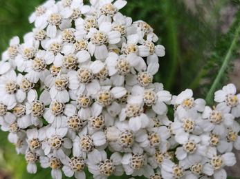 Yarrow in bloom