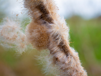 A fluffy bulrush head 