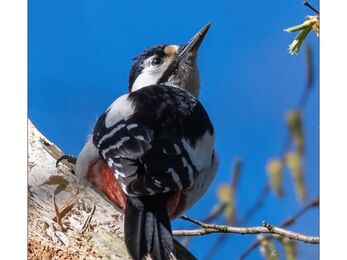 Great spotted woodpecker perched on a tree against a blue sky at Brockholes Credit Steve Brayne Photography 