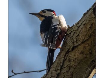Great spotted woodpecker at Brockholes 2 Credit Steve Brayne Photography 
