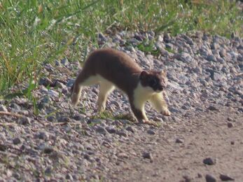 Stoat at Chat Moss Credit Kevin Irlam