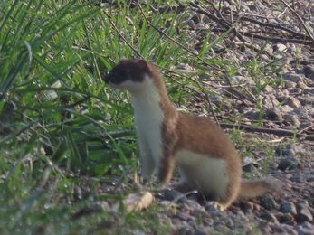 Stoat at Chat Moss Credit Kevin Irlam