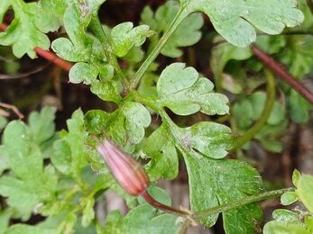 Herb-robert foliage and seed heads