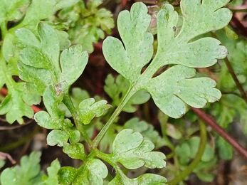 Herb-robert foliage