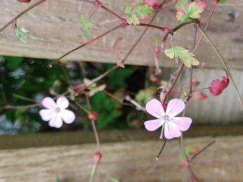 Pink herb-robert flowers in bloom