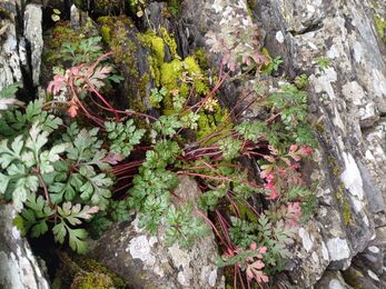 Herb-robert growing on a stone wall
